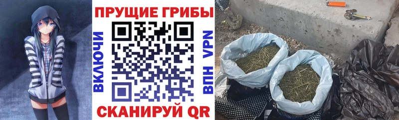Псилоцибиновые грибы ЛСД  как найти наркотики  Злынка 